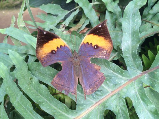 Alaris Schmetterlingspark Wittenberg