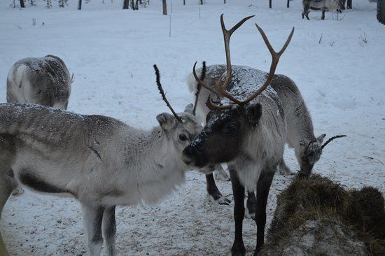 Reindeer Farm Petri Mattus