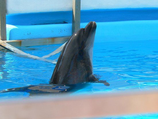 Delphinarium