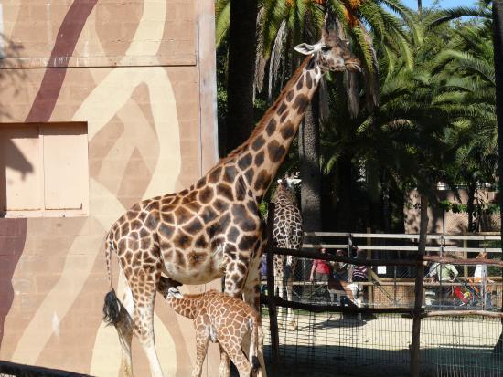 Zoo und botanischer Garten