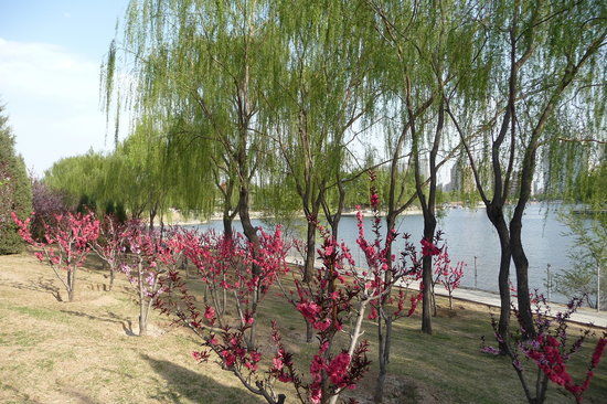 Chaoyang-Park