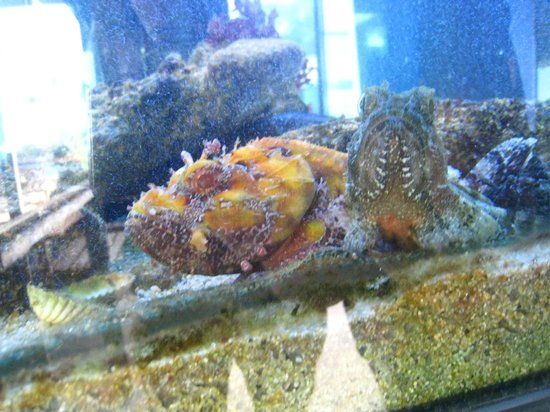 Aquarium "Laguna di Nora"