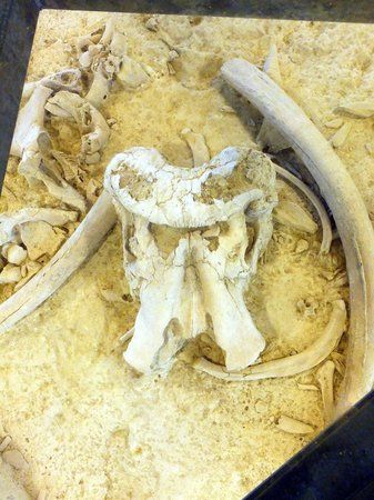 Deposito pleistocenico della Polledrara di Cecanibbio