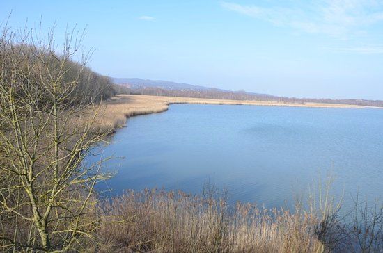Europäisches Vogelreservat Heerter See