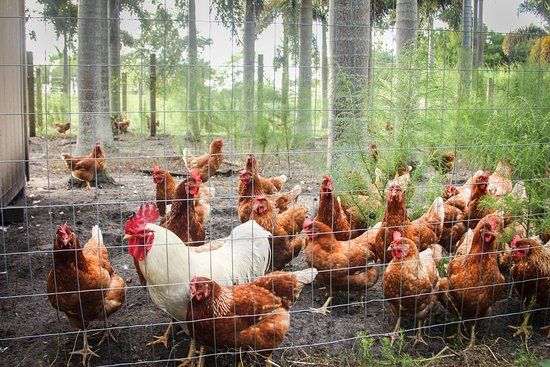 Marando Farms and Ranch