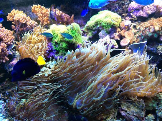 Wasserbillig Aquarium