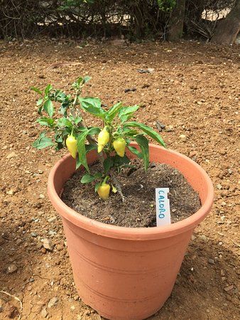 Scorched Earth Chilli Farm