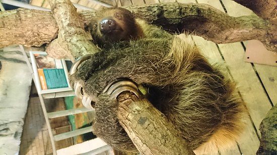 Heythrop Zoological Gardens