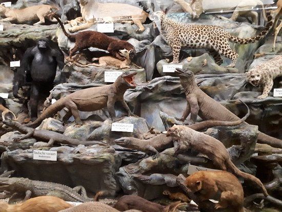 Missionsmuseum Steyl