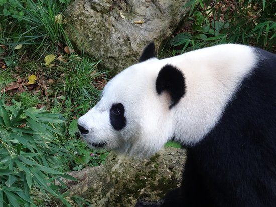 Zoo Ouwehands Dierenpark