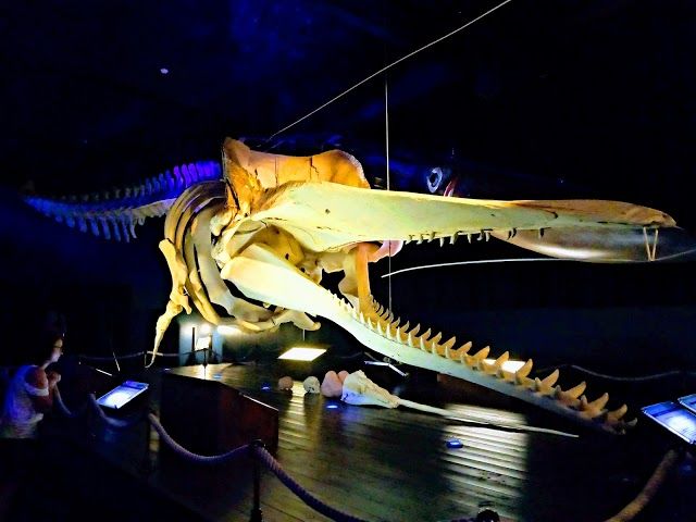 Seehundstation Norddeich