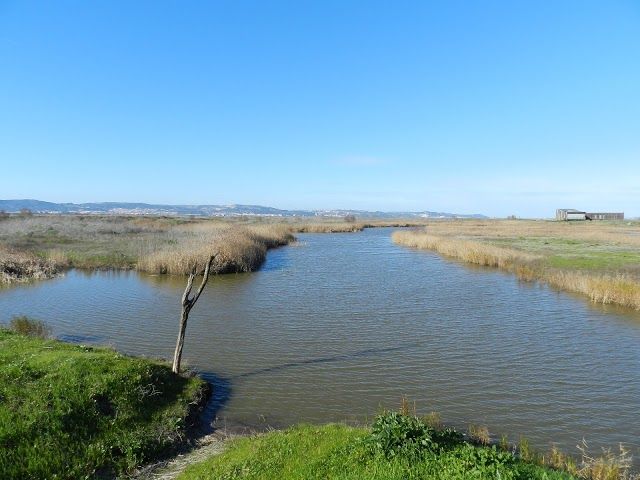 Reserva Natural do Estuario do Tejo