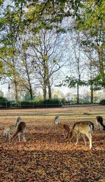 Tierpark der Stadt Gronau