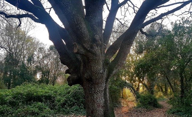 Bosco Di Palo Laziale