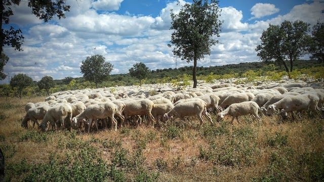 Parque Natural Dehesa Boyal