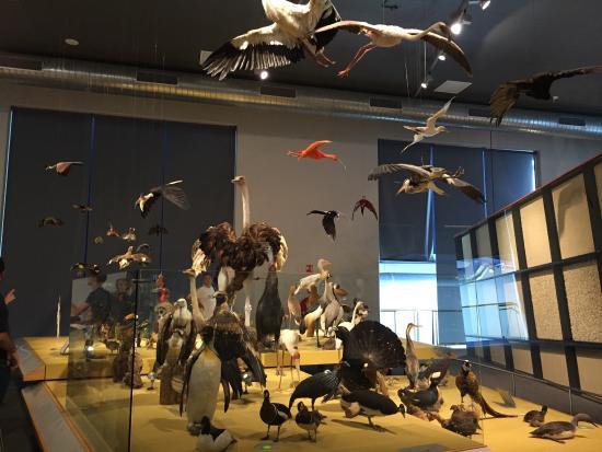 Museum Naturalis