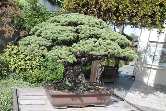 National Bonsai and Penjing Museum