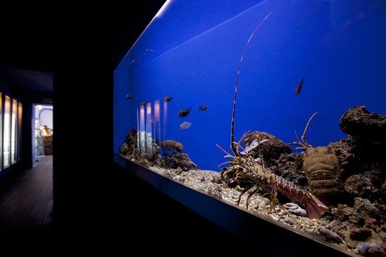 Acquario Mediterraneo dell'Argentario
