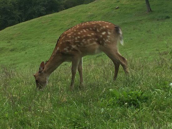 Wild-Freizeitpark-Westerwald