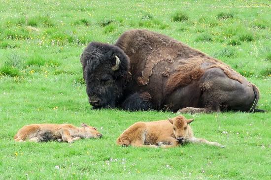 Hochwildschutzpark Hunsrück