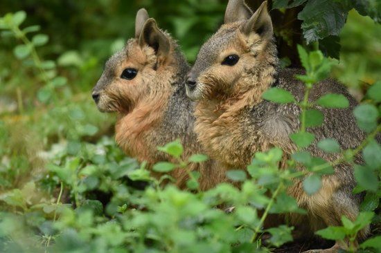 Tierpark Limbach-Oberfrohna