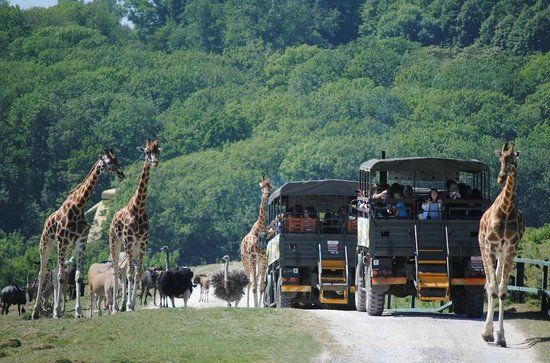 Wildtier- und Safaripark Port Lympne