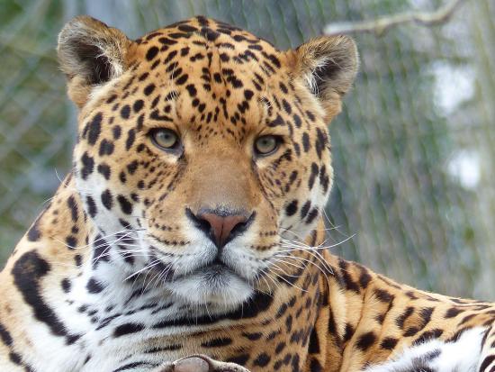 Dartmoor Zoological Park