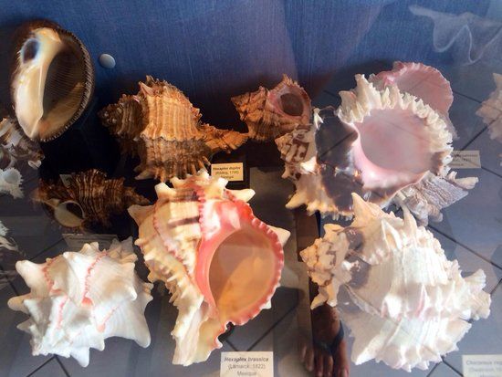 Musee Des Coquillage