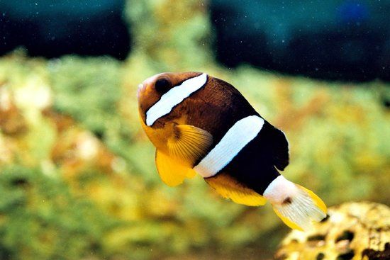 Aquarium Le Roc des harmonies