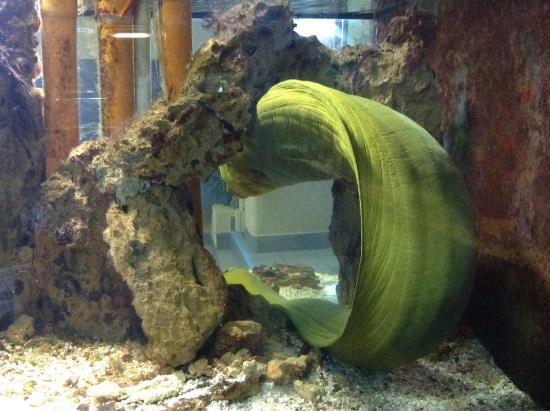 Mare Nostrum Aquarium Alghero