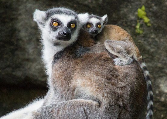 Zoo von Philadelphia