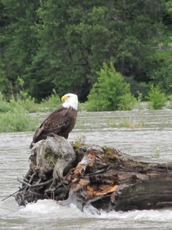 Alaska Chilkat Bald Eagle Preserve