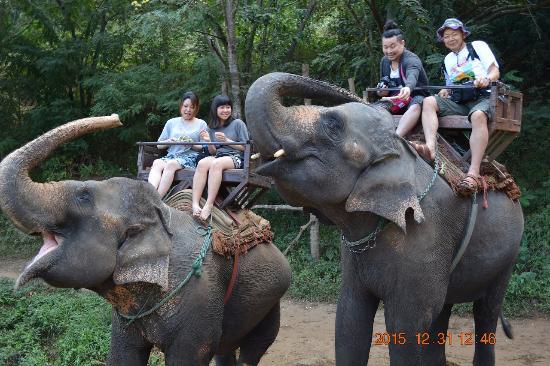 Maetang Elephant Park