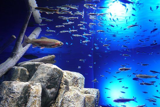 Lachsheimat-Aquarium Chitose