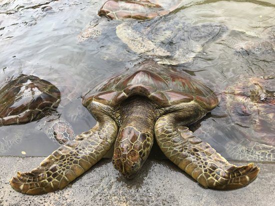 Penangkaran Penyu Bali Tanjung Benoa