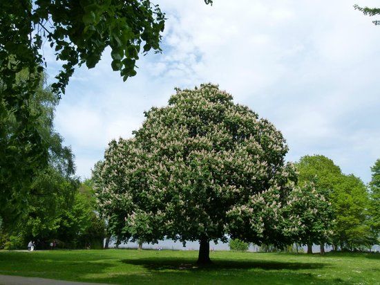 Restaurant Danenkroog