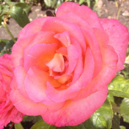 Ogród Różany Różanka