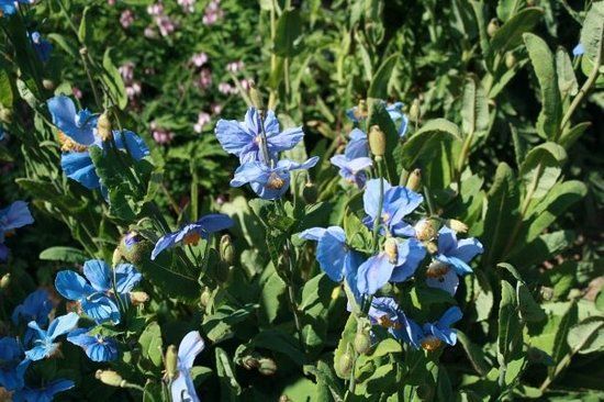 Botanischer Garten Akureyri