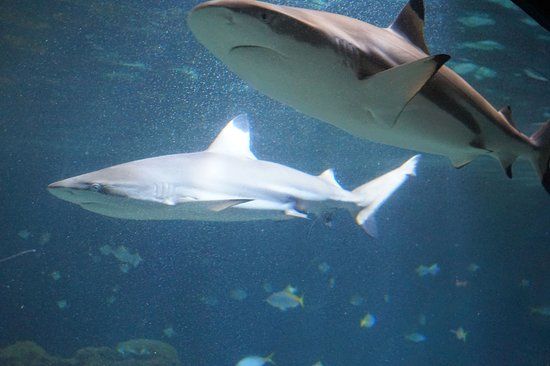 Aquarium Wilhelmshaven inkl. Urzeitmeer-Museum