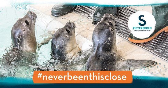 Seehund-Aufzuchtsationen