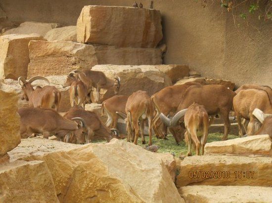Zoo Riad