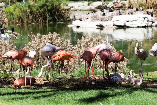 Biblischer Zoo Jerusalem