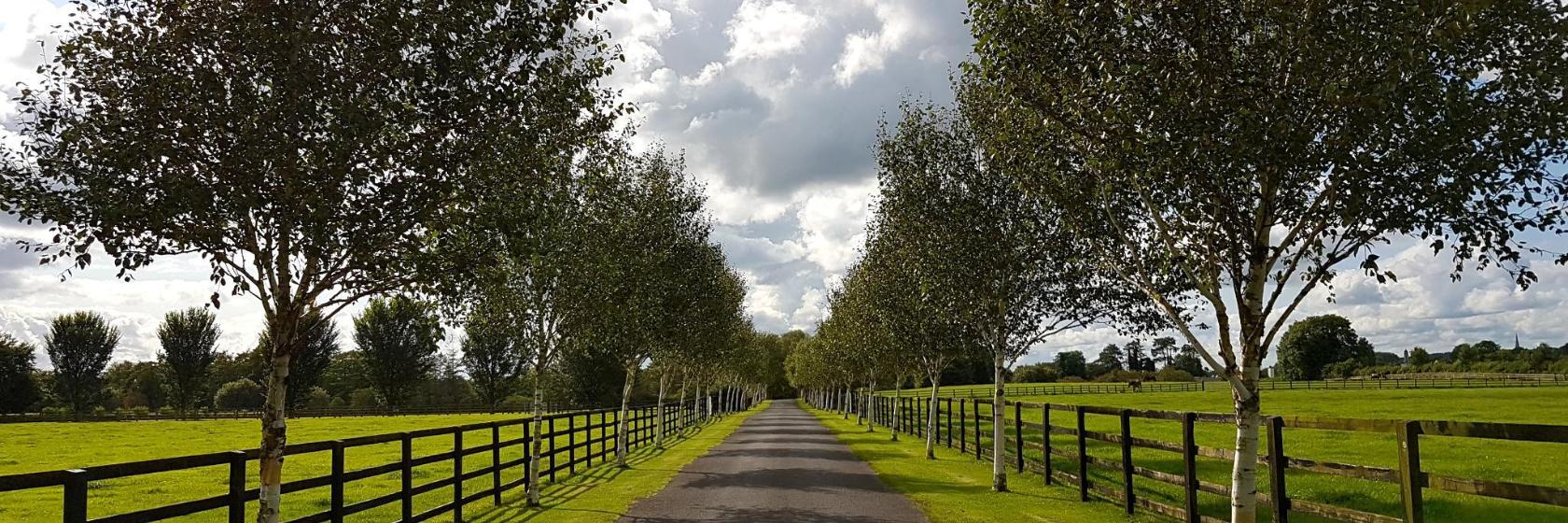 Gestüt Irish National Stud