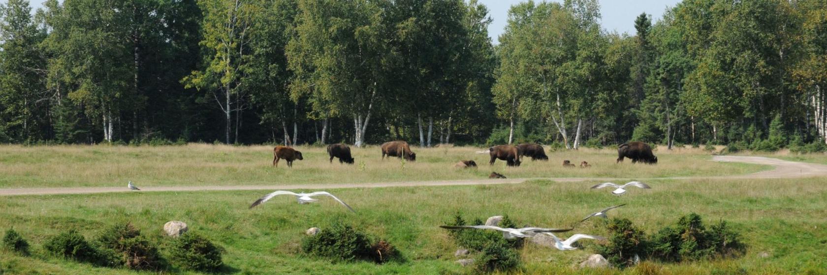 Zoo Sauvage de Saint Felicien