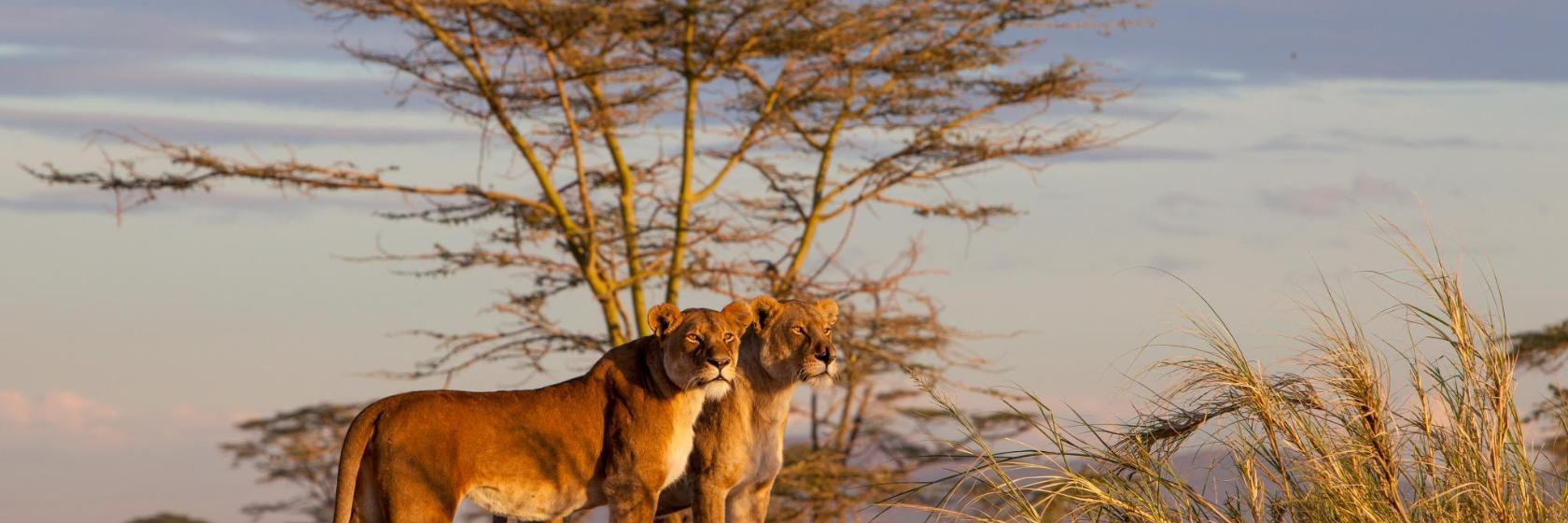 Serengeti-Nationalpark