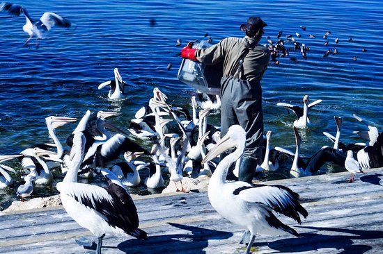 Pelican Feeding