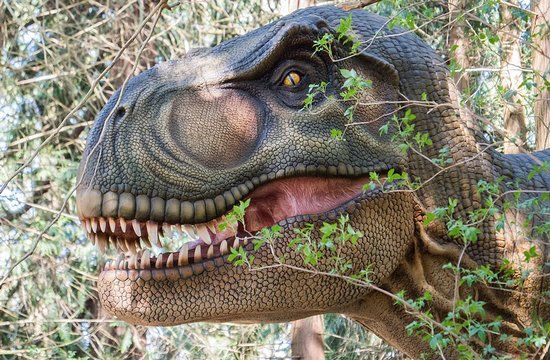 Knuthenborg Park & Safari