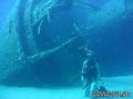 Formiche della Zanca