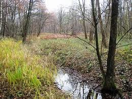 Thielenbruch und Thurner Wald