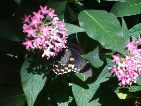 Charlotte Naturmuseum